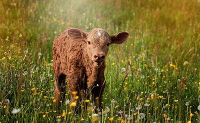 Die CSU als Totengräber bäuerlicher Landwirtschaft