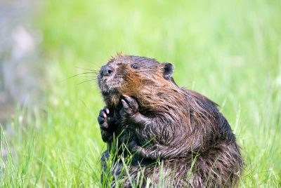 Biberabschuss stoppen - Schöpfung bewahren