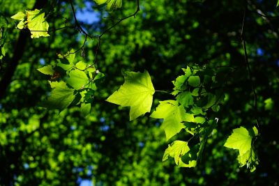 Am Bogenbach und im Stadtpark wurden mehrere Bäume gefällt.